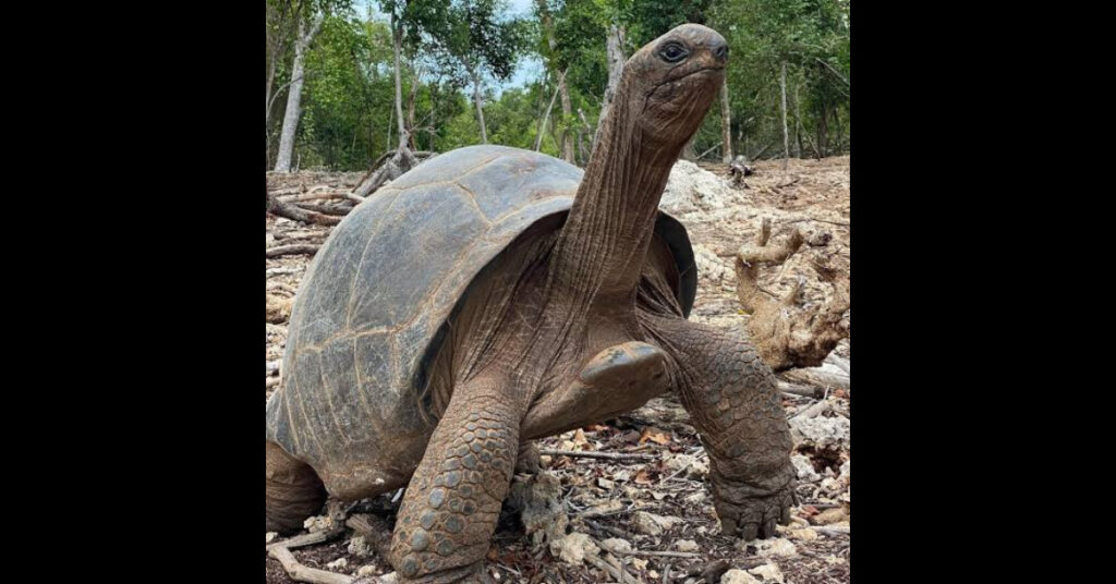 196 Year Old Tortoise Tips Nigeria to Score Twice Against South Africa